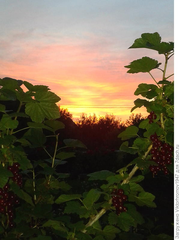 Вечерний закат на даче...