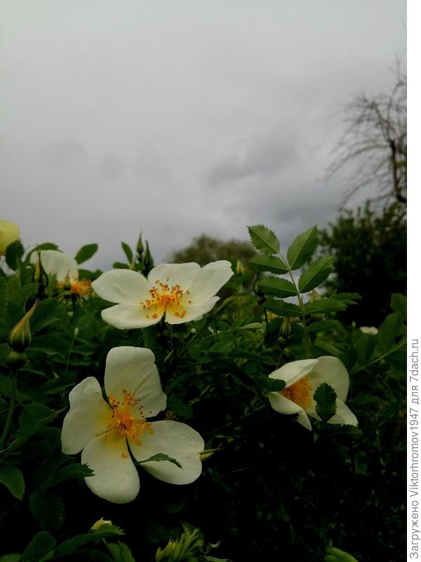 Только что, по дороге в магазин... Дождик ветер, холодно.