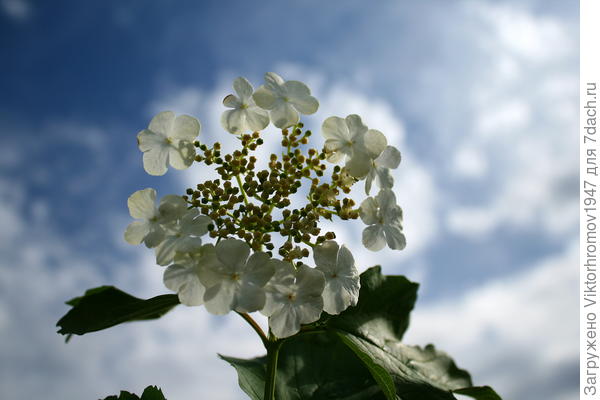 ...Калина красная.