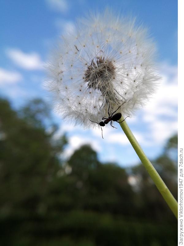 ...и разведчик тут как тут!...