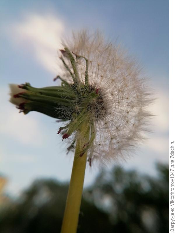 &quot;Двуличный&quot; Одуванчик. (почти как у людей...)