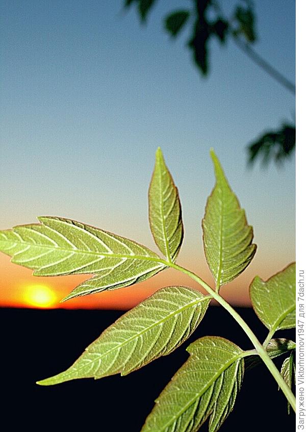 Красивый вечер!...