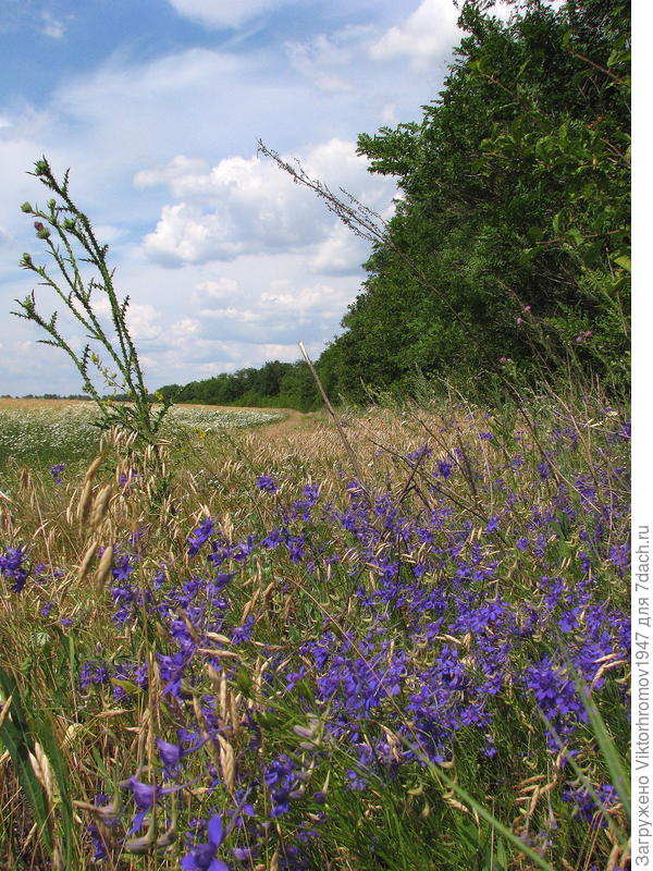 На окраине...