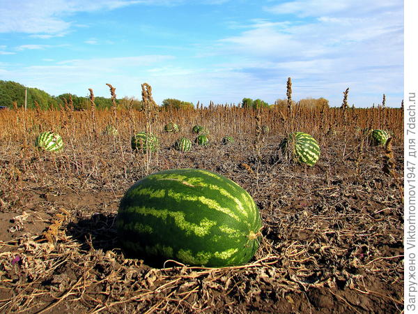 Сладкая Осень!...