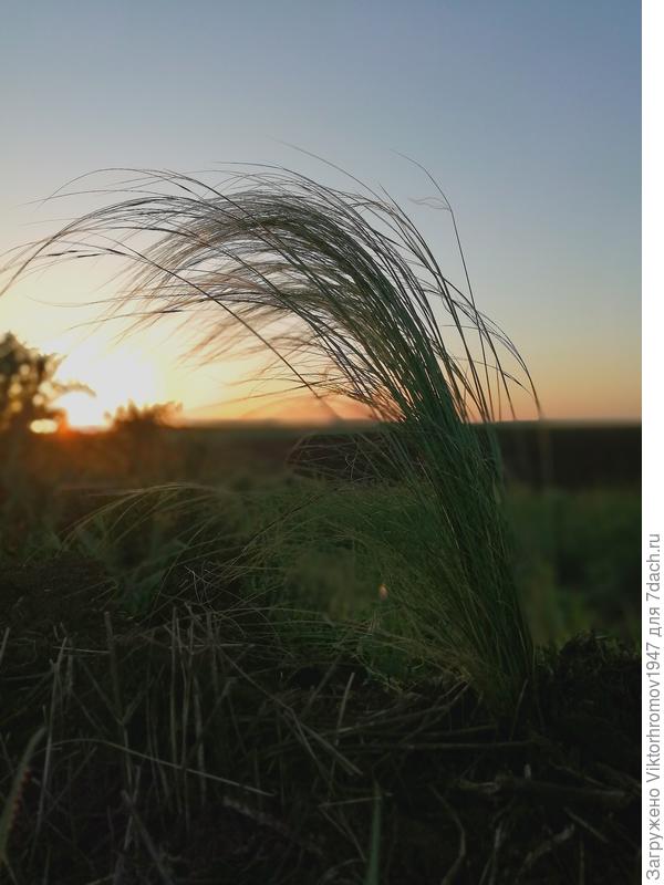 Ковыль и ветер на закате.