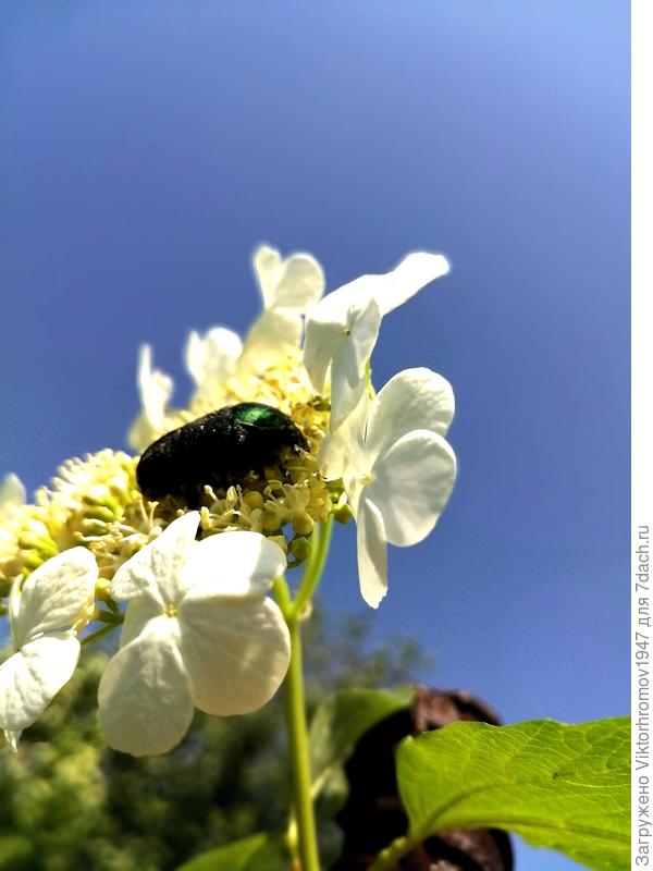 ... и нашествие Бронзовок на все белые цветы.