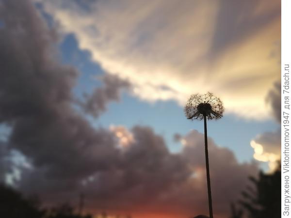 Смелый Одуванчик...