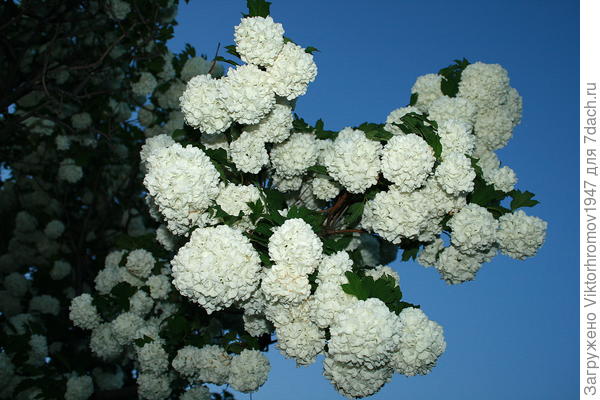 Обильно цветёт Бульдонеж