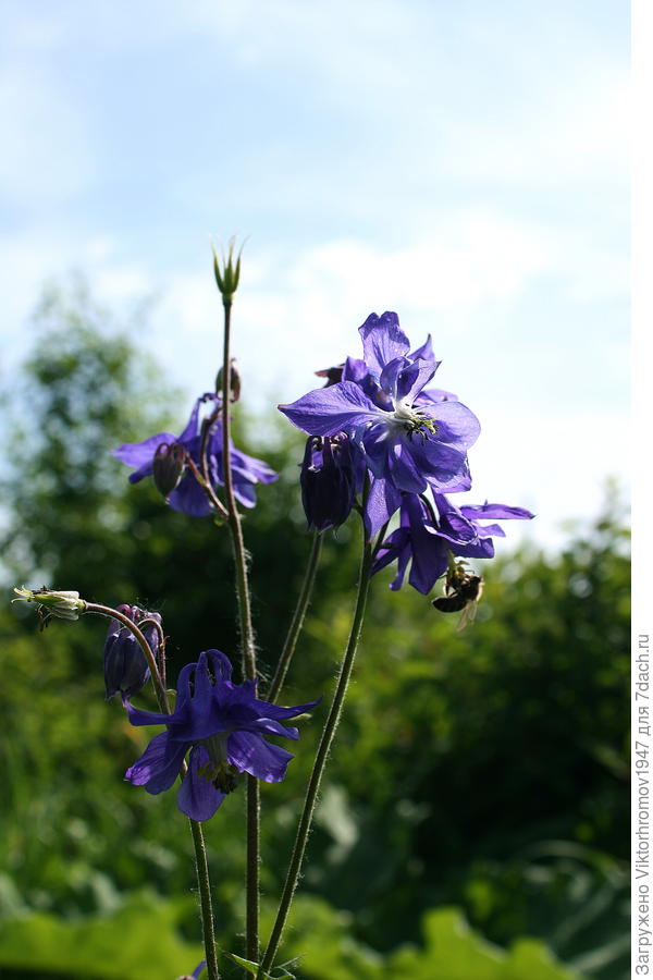 Не знаю, но красивый...