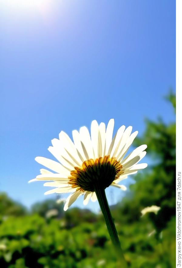 Зацвёл и Ромашки