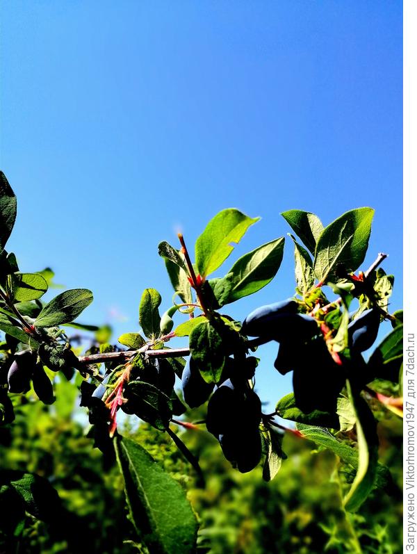 Попробовали первые ягоды Жимолости