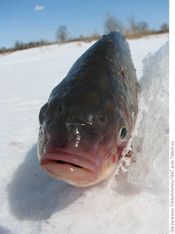 но метко. Карп почти на 1 кг.