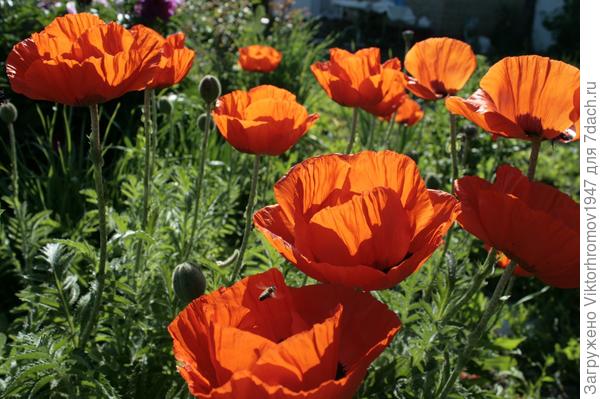 Всех Вам Благ и Удач!!! Спасибо Вам за вкусные Царские рецепты!