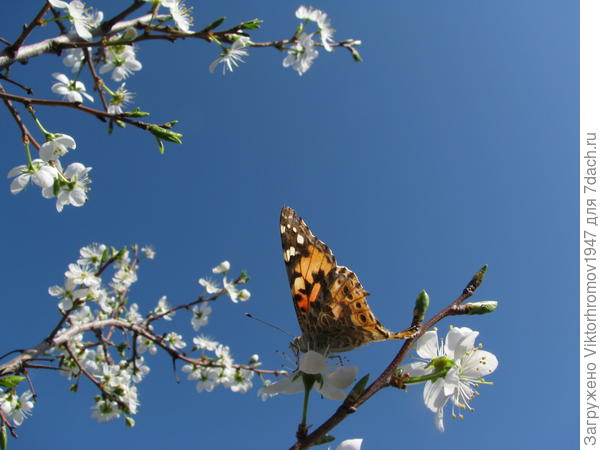 Олицетворение Красоты и Счастья!