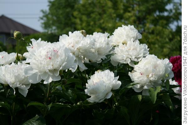 Наилудшие Вам поздравления от всей нашей семьи!