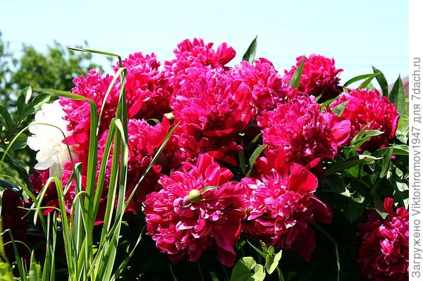 Примите Семидачное поздравление от всей нашей семьи!  С Днём рождения!!!