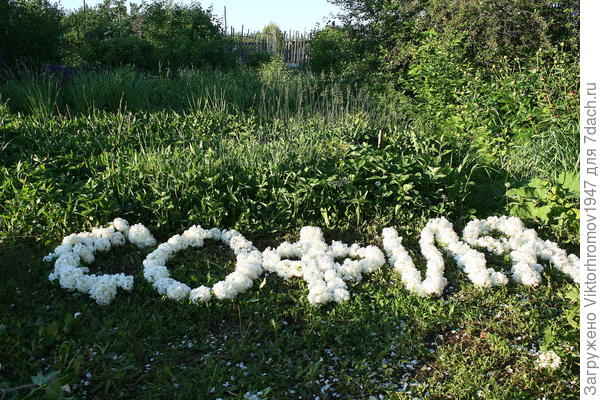 Поздравляем Вас необычным букетом из красивых соцветий Бульдонежа  &amp;quot;СОФИЯ!&amp;quot;  Всех Благ, Благополучия и Удачи!!!
