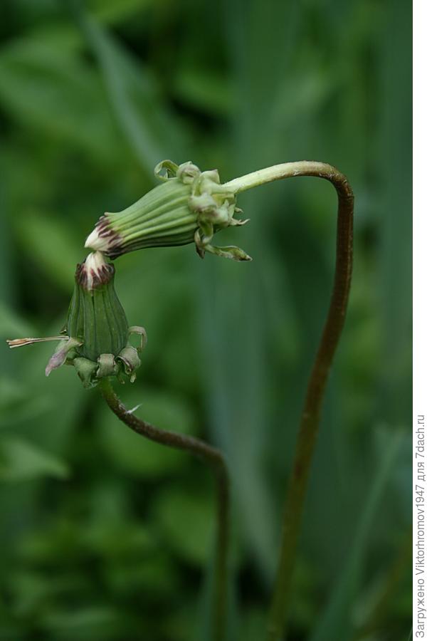 Дачный поцелуй...