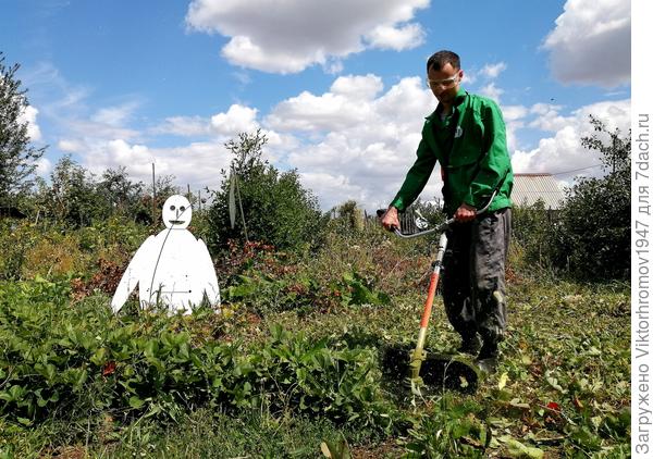 Снято сегодня. Скачивание клубники после сбора последнего урожая.