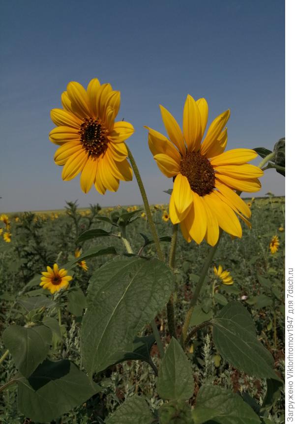 Будет ли он полезен, если да то как правильно его приготовить? Спасибо!