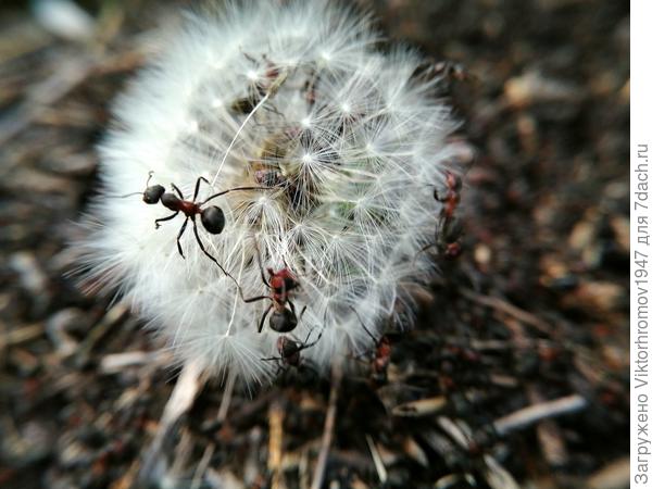 А здесь, что им нужно?