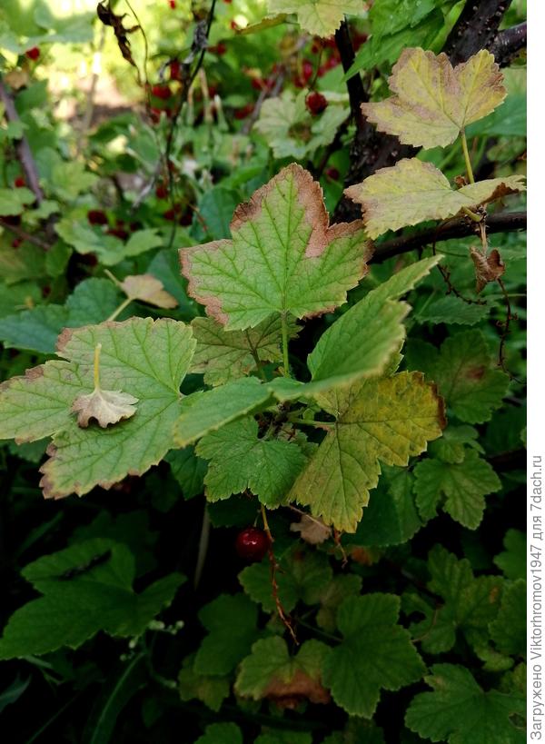 В конце плодоношения заметили, что листочки стали резко сдохнуть и сам кустик чахнуть. Что с ним? Можно ли спасти, подскажите? Спасибо!