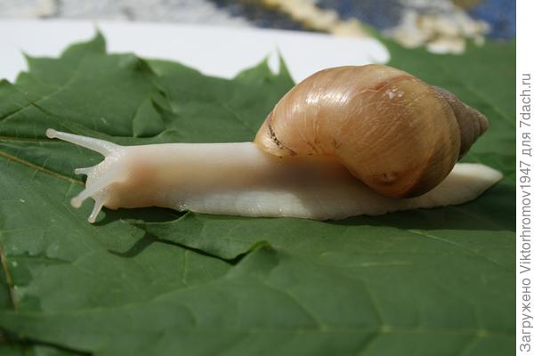 А вот, что делать с улиткой,которая в домике, да ещё на ночь прячется?