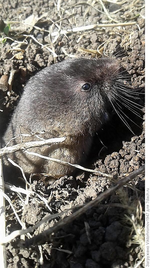 Минут 30 лежал (не шевелясь) около свежей норки, что бы познакомиться с этим красавцем. Потом месяца три &quot;уговаривал&quot; его уйти.