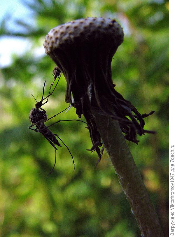 Или Комар вегетарианец!...