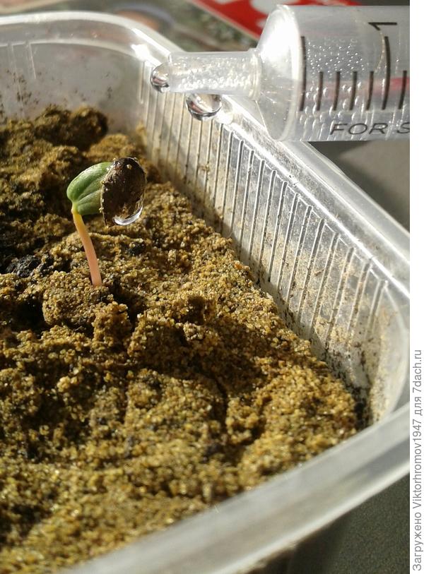 ...как выглядит капельный полив.