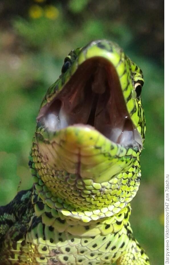 Я скоро вырасту и покажу... Кто полезный, а кто нет...