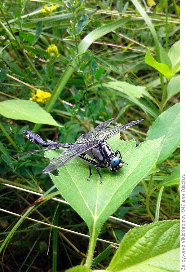 К добру на Даче или нет?