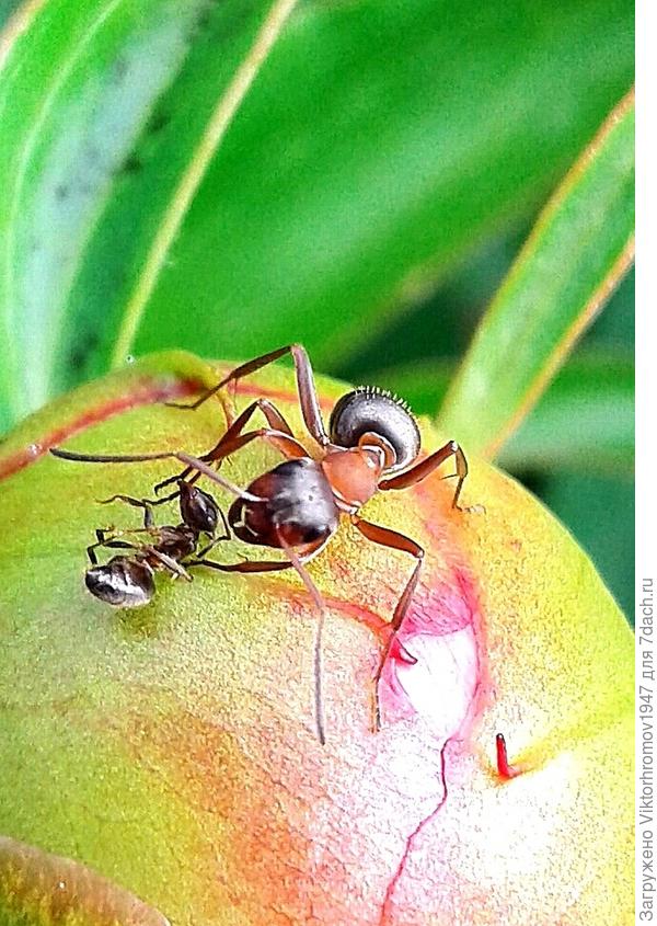 Схватка на бутоне Пиона...