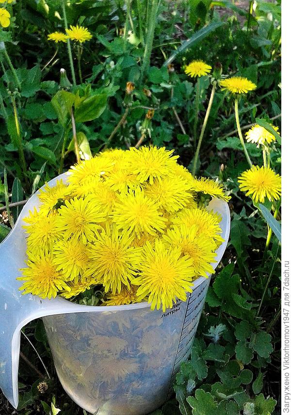 А супруга ещё готовит из них мёд по Молдавскому рецепту! Пальчики оближешь! Удачи Вам!