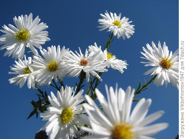 Пусть все Ваши мечты сбываются! Счастья, Благополучия, Удачи!!!