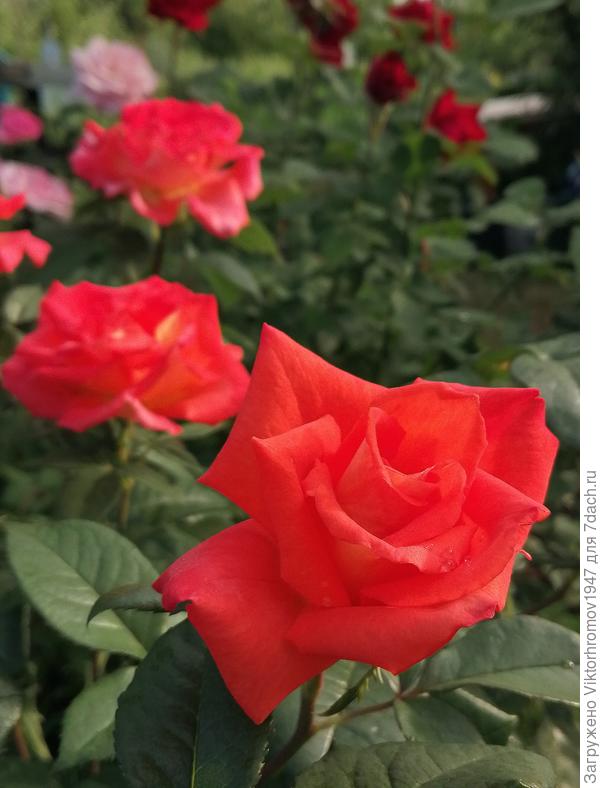 Счастья! Радости! Удачи!