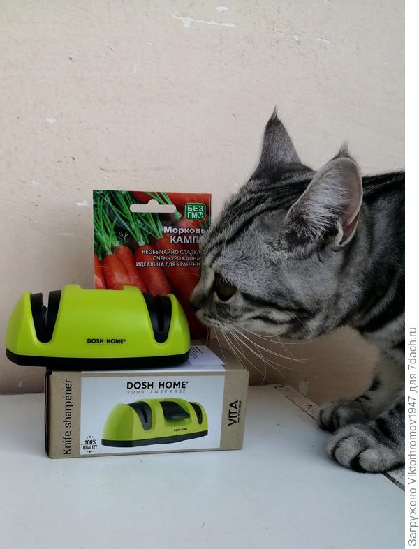 Первой ценность домашней новинки оценила конечно вездесущая Масяня, довольно обнюхала и допустила нас.