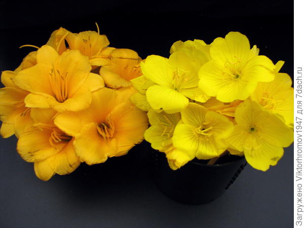 Огромное Вам спасибо, что создали такой Любимый во всём Мире сайт 7Dach.ry! Вы согреваете и радуете сердца всех садоводов и огородников! Так пусть эти прекрасные чувства радости и гордости не покидают Вас никогда! Успеха! Мы гордимся Вами!!!