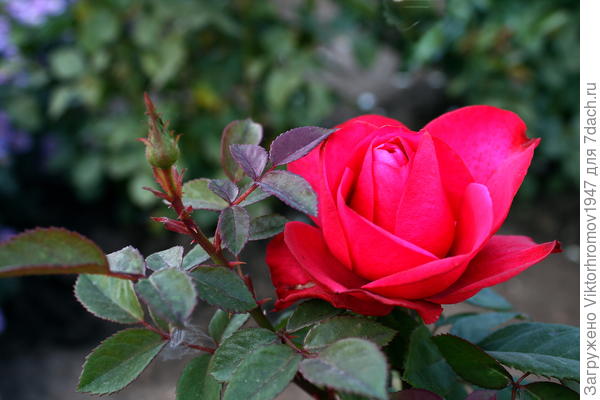 Здоровья Вам! Счастья и Успехов!!!