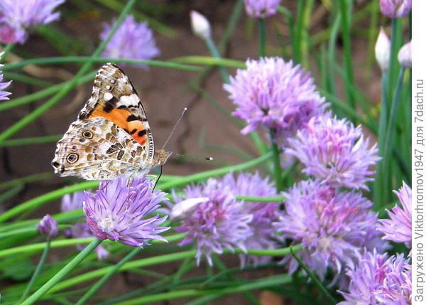 Здоровья, Добра и Счастья!!!