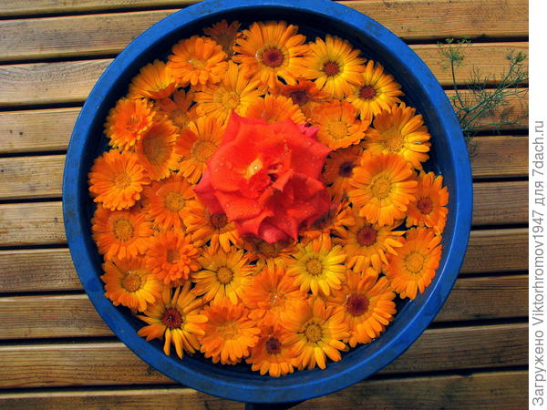 Календулы много не бывает!