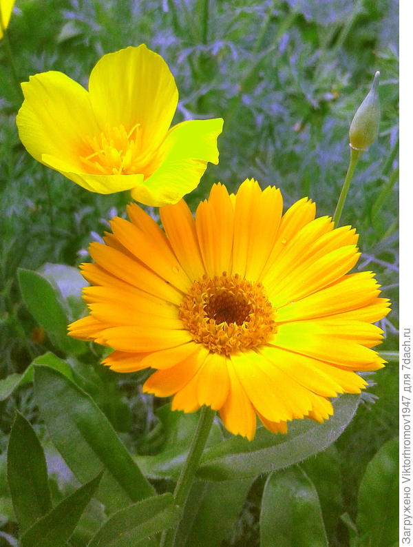 ,,,НЕ  ПАРА,,,