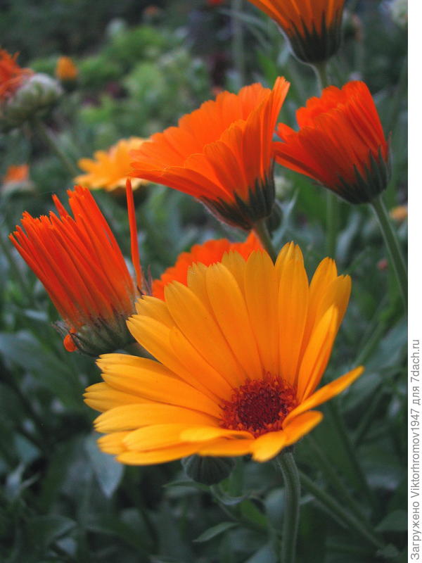 Полезная семейка