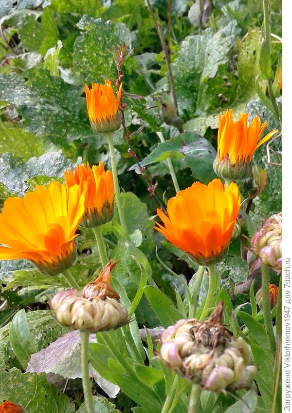 Календула - Ноготки