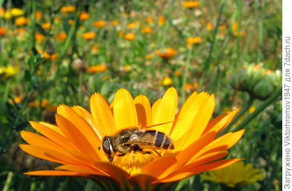 Сбывшаяся мечта