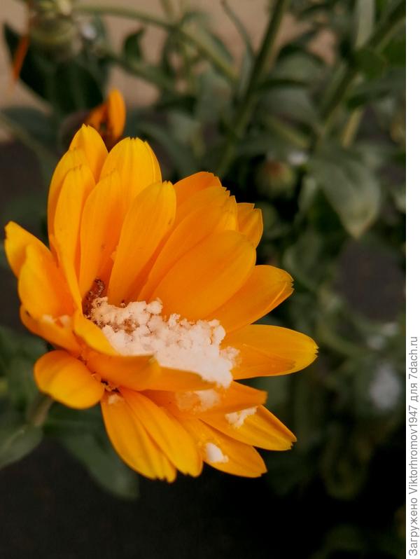 Я снежочка не боюсь!...