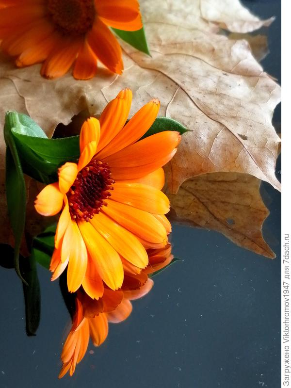 Сюжет Осени...