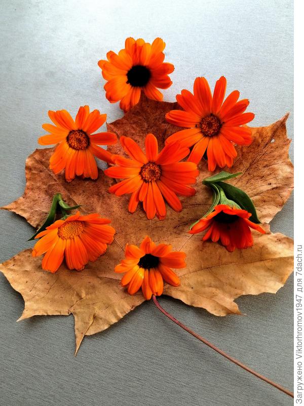 Осенний натюрморт