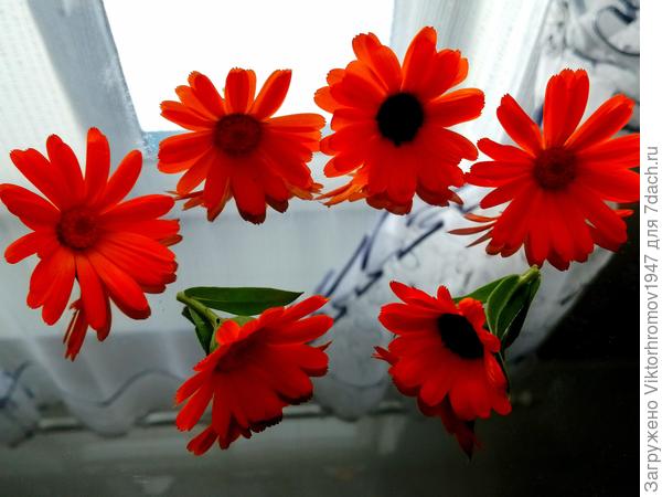 У нас есть Завлекалочки!...