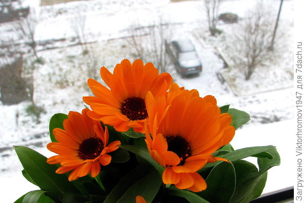 Взгляд из окна...